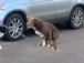 Dog balances on chain